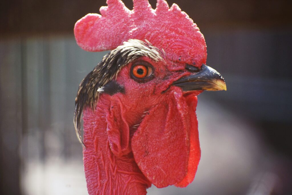 Vivid close-up of a rooster showcasing its intricate feathers and intense gaze.