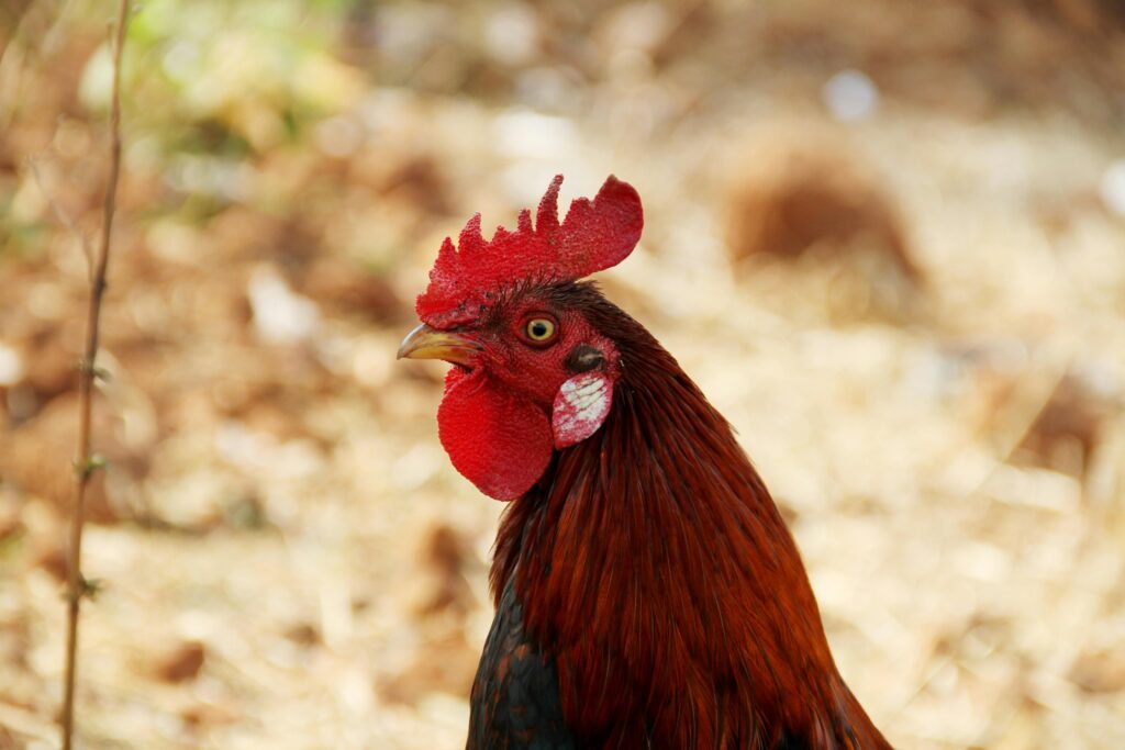 Close-up of a vibrant rooster in an outdoor farm setting in Visakhapatnam, India.